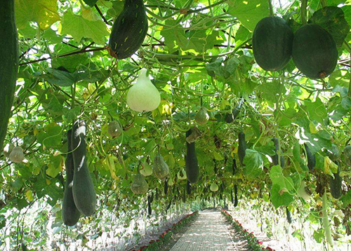 農(nóng)業(yè)園藝用.jpg 農(nóng)業(yè)園藝用.jpg